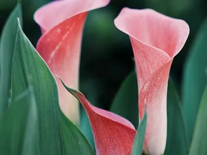 Omnidirectional Forgiveness - Practice