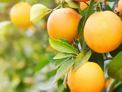 On Looking Deeply - Beyond The Obvious