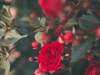 On Love | Kahlil Gibran