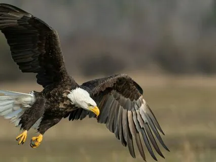 On The Wild Side: Finding Your Way Back To Faith