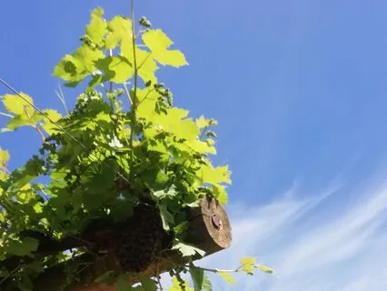 One Breath : Reading Of Poem By Candace Feldman