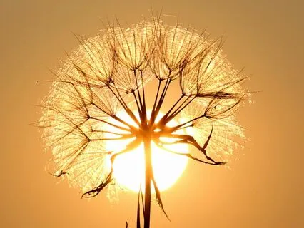 One Family Open Heart Meditation