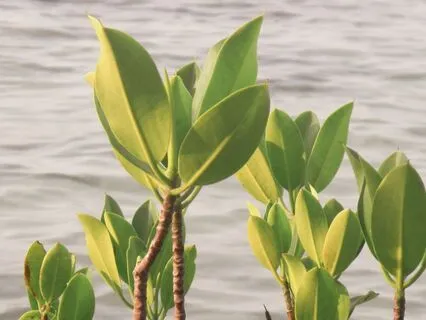 One Hour And A Half Of Calm Electronica