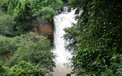 One Hour Jungle And Waterfall Walk