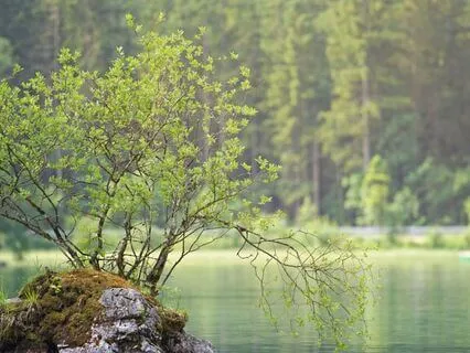 One Hour Of Calm Stream Harmonies