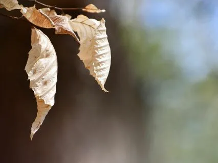 One Hour Of Serene Being