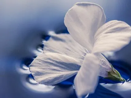 One Hour Tranquil Instrumental Music