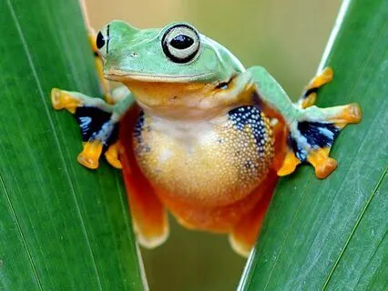 Calm Nature Ambience With Frogs For Deep Sleep