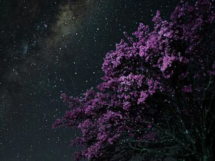 One Last Song Tonight - Piano And Strings