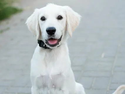 One Man And A Dog Sleepy Story