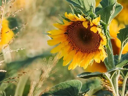 One Minute Energy Boost