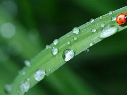 One Minute Of Spring Rain