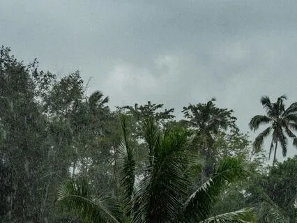 One Minute Rain On Palm Leaves