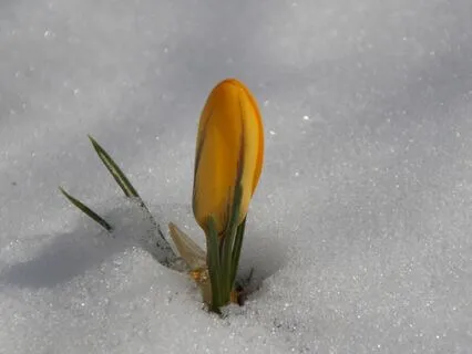 One Minute W/ Rumi: On Sorrow And Joy