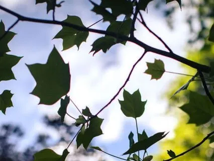 One Moment Meditation To Pause And Connect To Presence