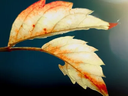 One Spirit Connection