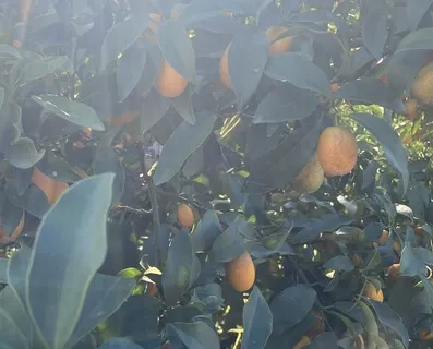 One Year Visualisation Meditation 