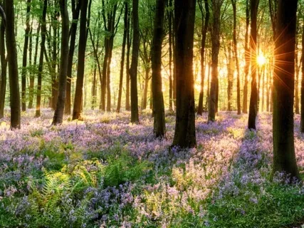 Oneness - 963 Hz Solfeggio Frequency