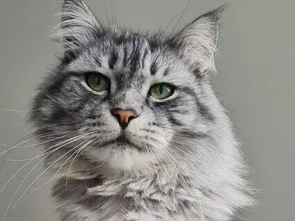 Oneness The Cat Way: Awakening The Third Eye