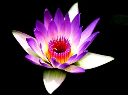 Open & Activate Your Crown Chakra, Meditation