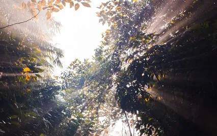 Open Awareness Guided Meditation