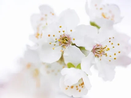 Open Awareness Guided Through Anchors 