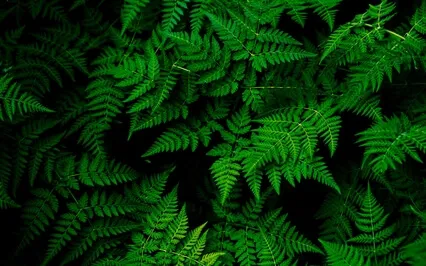 Open Awareness Meditation