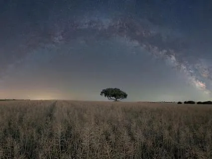 Open Field: A Meditative Sound Journey (30 minutes)