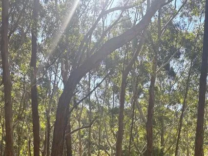 Open Focus Meditation (MBSR Style)