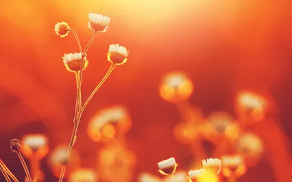 Open Heart - One Family Meditation