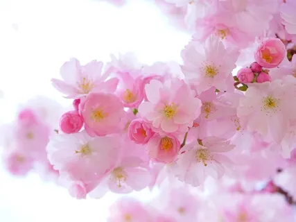 Open Heart (Piano Music)