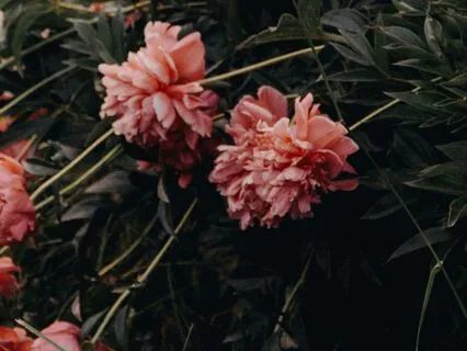 Open Heart: Returning To Love