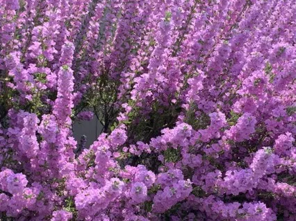 Open Heart / Loving Kindness 