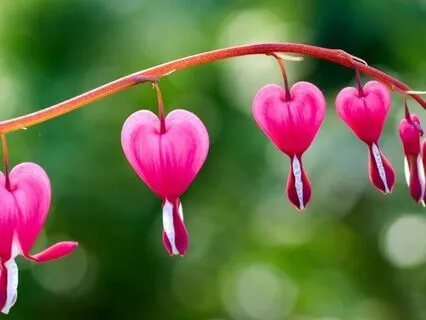 Open Hearted Grieving And Compassion