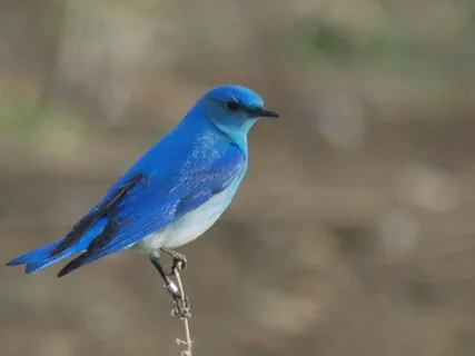 Open Hearted Inquiry