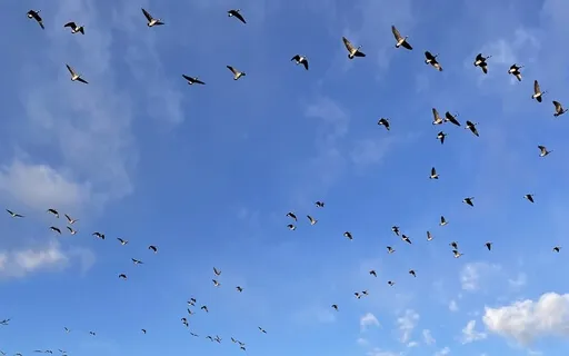 Open The Channels Walking Meditation