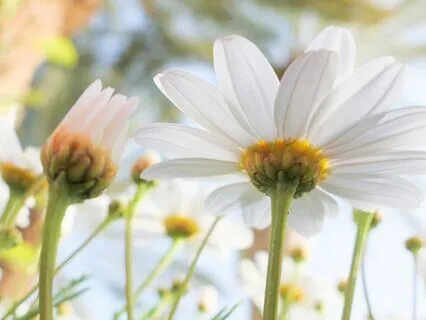 Open The Door Of Miracles, Manifestation Meditation