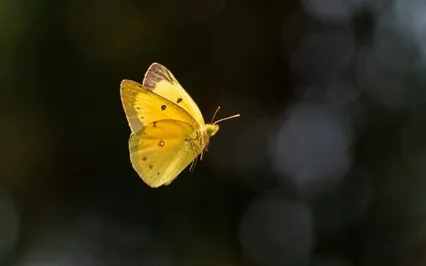 Open The Flow Of Your Deep Intuition