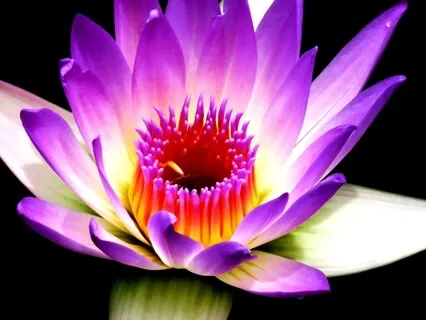 Open The Heart Meditation