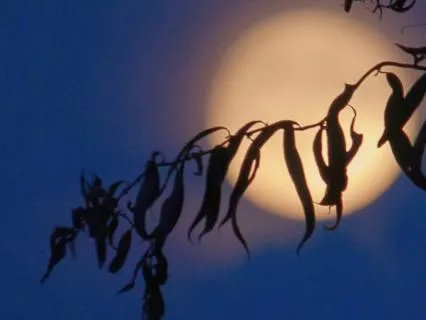 Open To Love – Rest In Light – Super Moon In Cancer