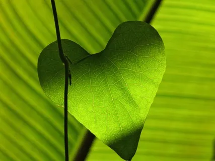 Open Your Heart Chakra