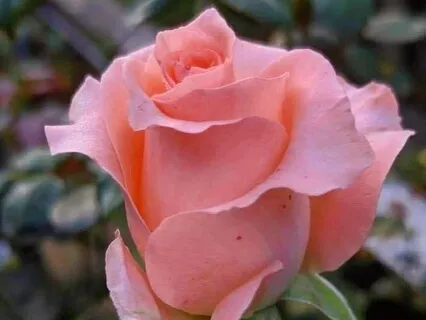 Open Your Heart To Happiness