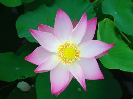 Open Your Heart to Love