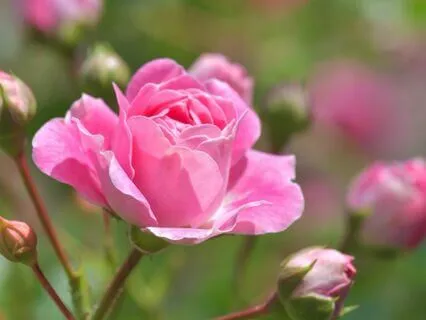 Opening And Expanding The Heart