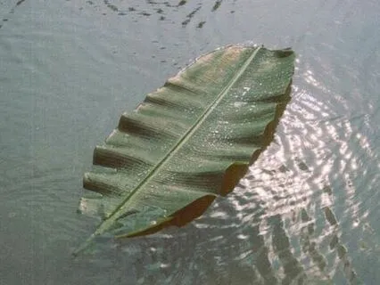 Gentle Breath Awareness Meditation