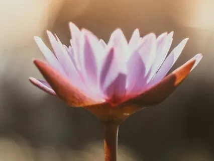 Opening And Restoring The Third Eye Chakra