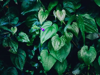 Opening Our Heart To Our Experience