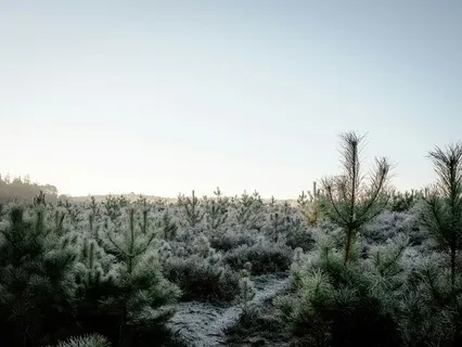 Opening The Heart | 15-Minute Lovingkindness Meditation