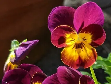 Opening The Heart To Benevolence