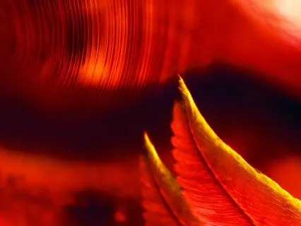 Opening The Heart To Joy